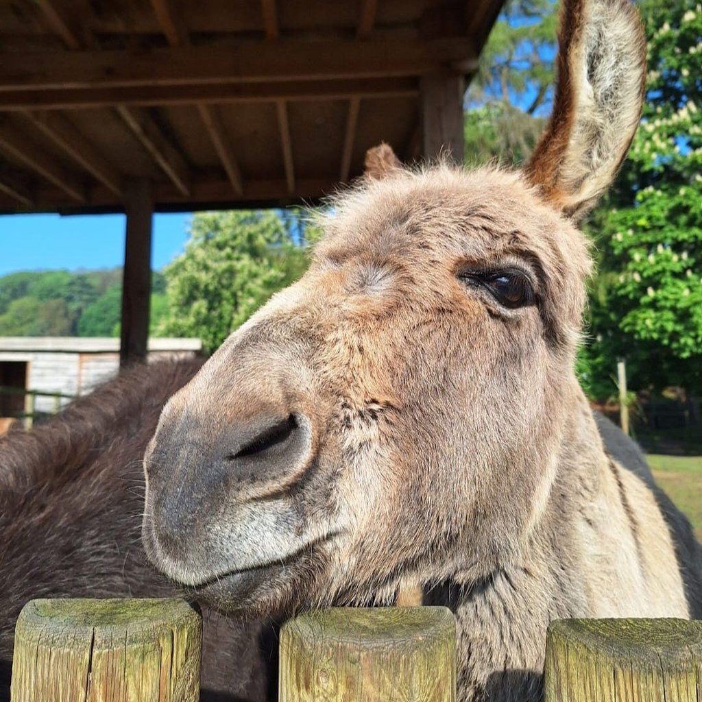 Tash the donkey looking over the fence at the camera