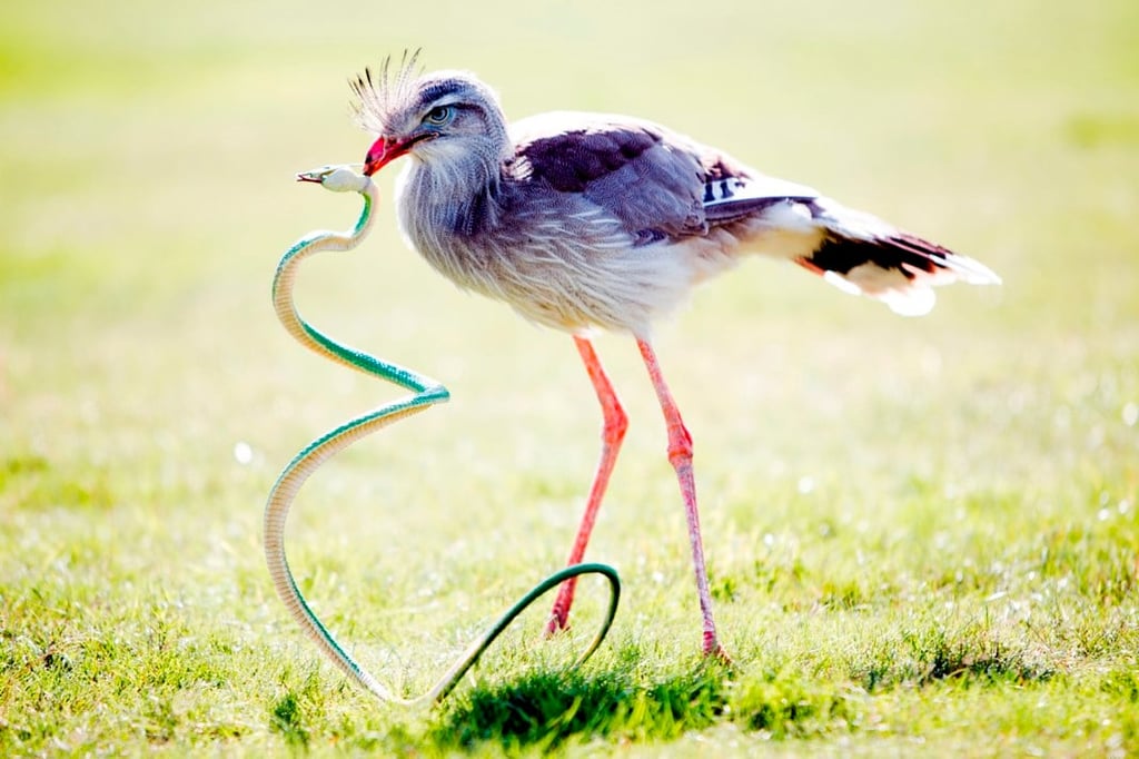 Image of diego the seriema woburn safari park