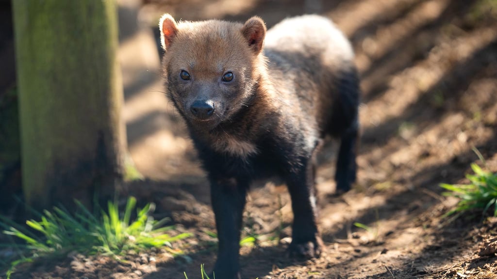 Female bush dog, Chilli, standing in her outdoor enclosure looking at the camera
