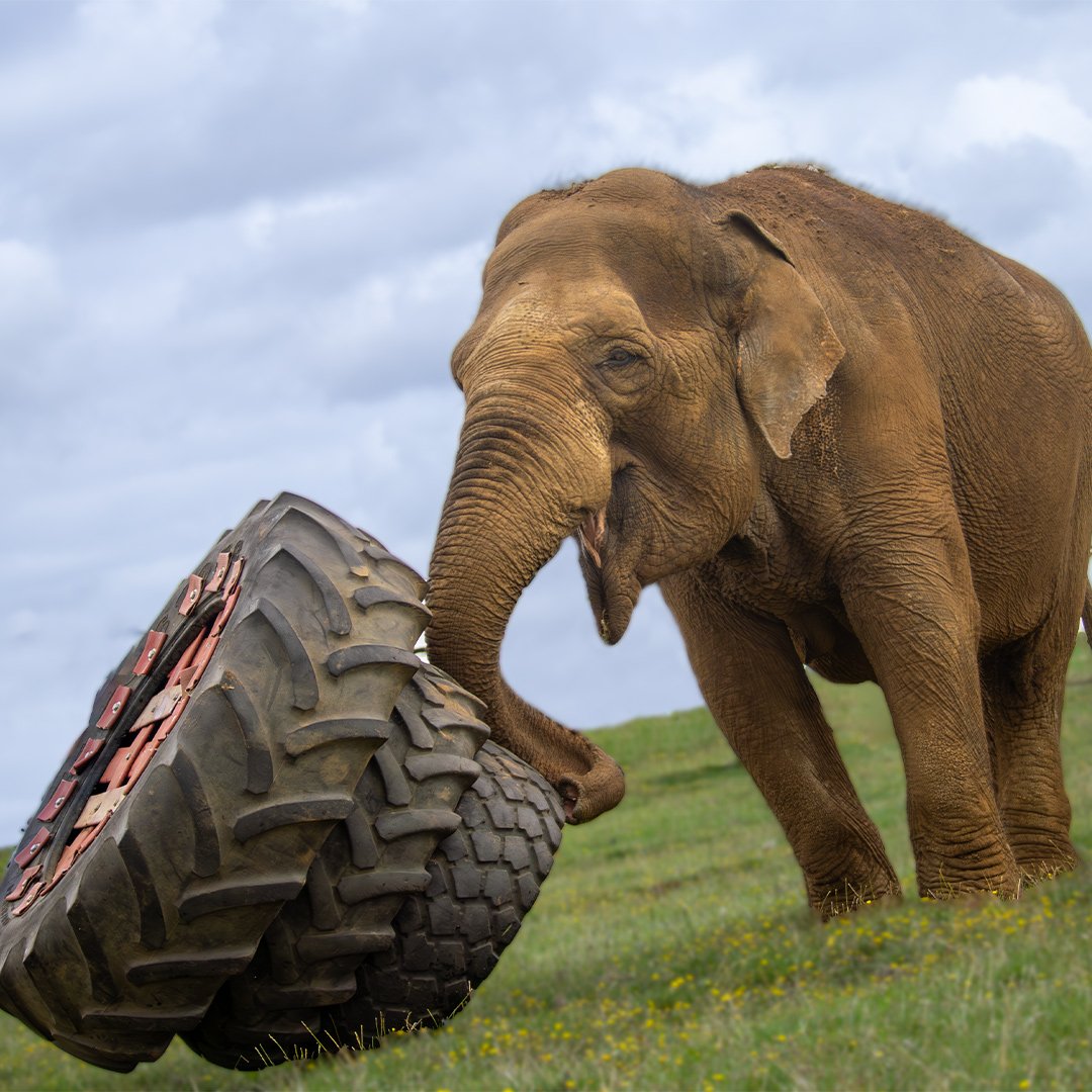 Image of yu ziin and tyre 1080x1080 web res