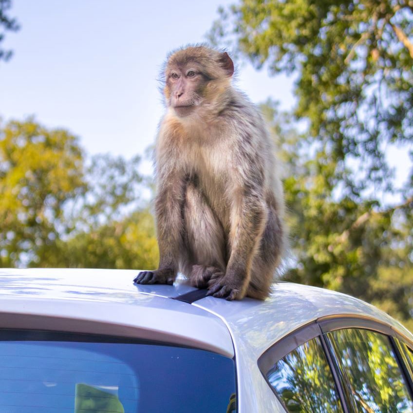 Image of zebra cars road safari square webres