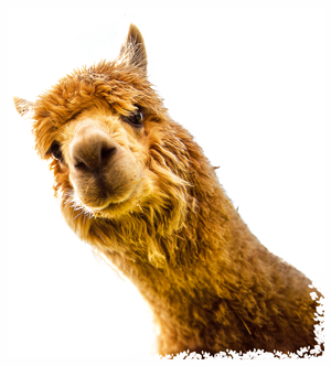Orange Alpaca Head looks towards camera against transparent background 