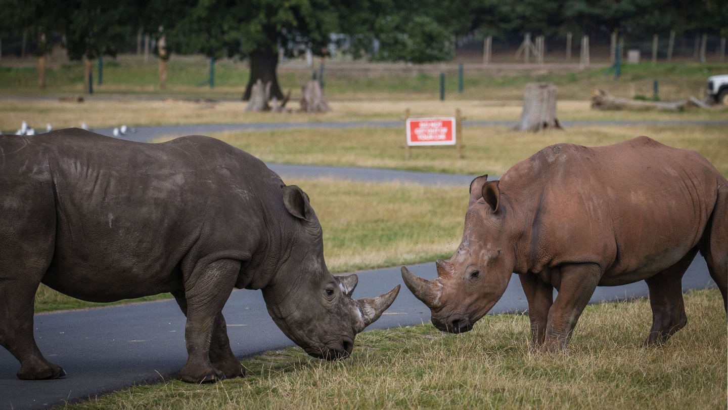 Image of granville and azeeza road safari aug 2024 cropped for web desktop 1080x1920