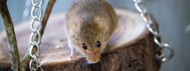 Image of harvest mice conservation at the park banner 1687x630 landscape web res