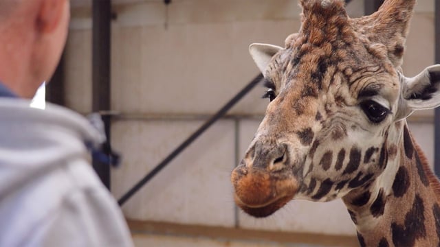 Image of casper looking at guest web landscape 1920x1080