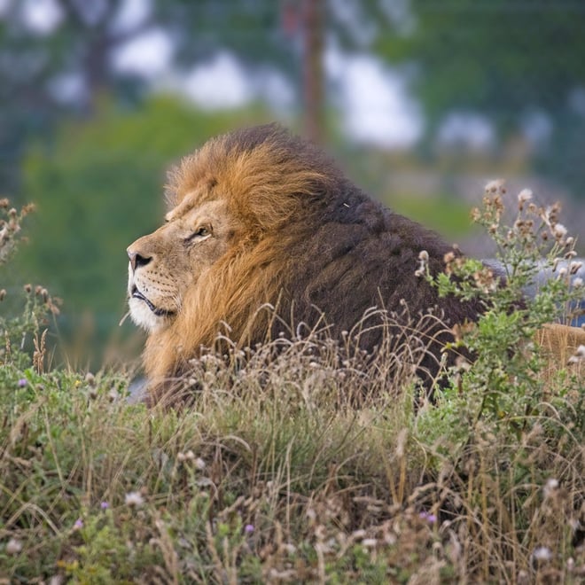 Image of lonka lion profile lying in flowers aug25 square 1080pix
