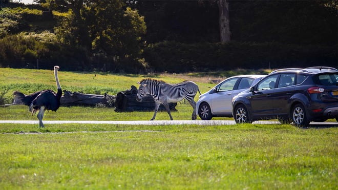 Image of family on road safari web res