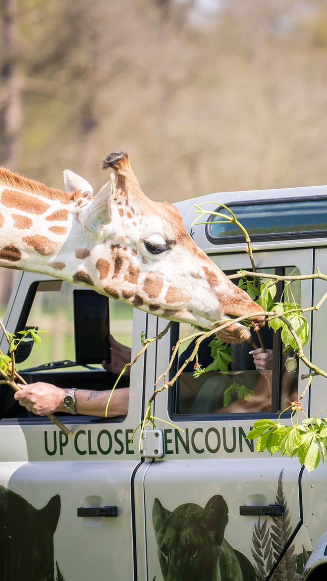 Image of giraffe reserves vip mob 1080x1920
