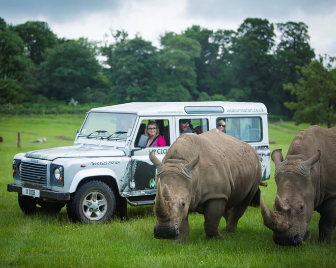 Two rhinos graze alongside safari VIP vehicle as guests look excitedly out at them
