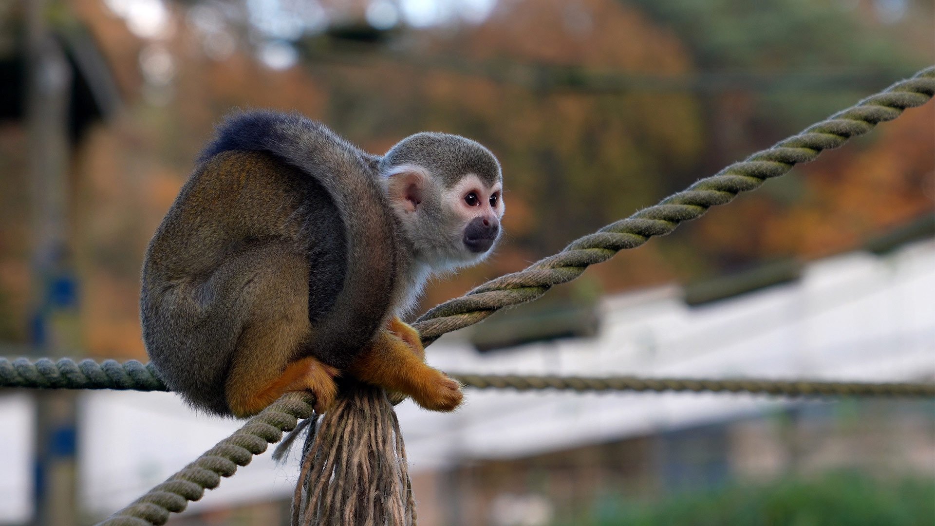 Murphy Squirrel monkey