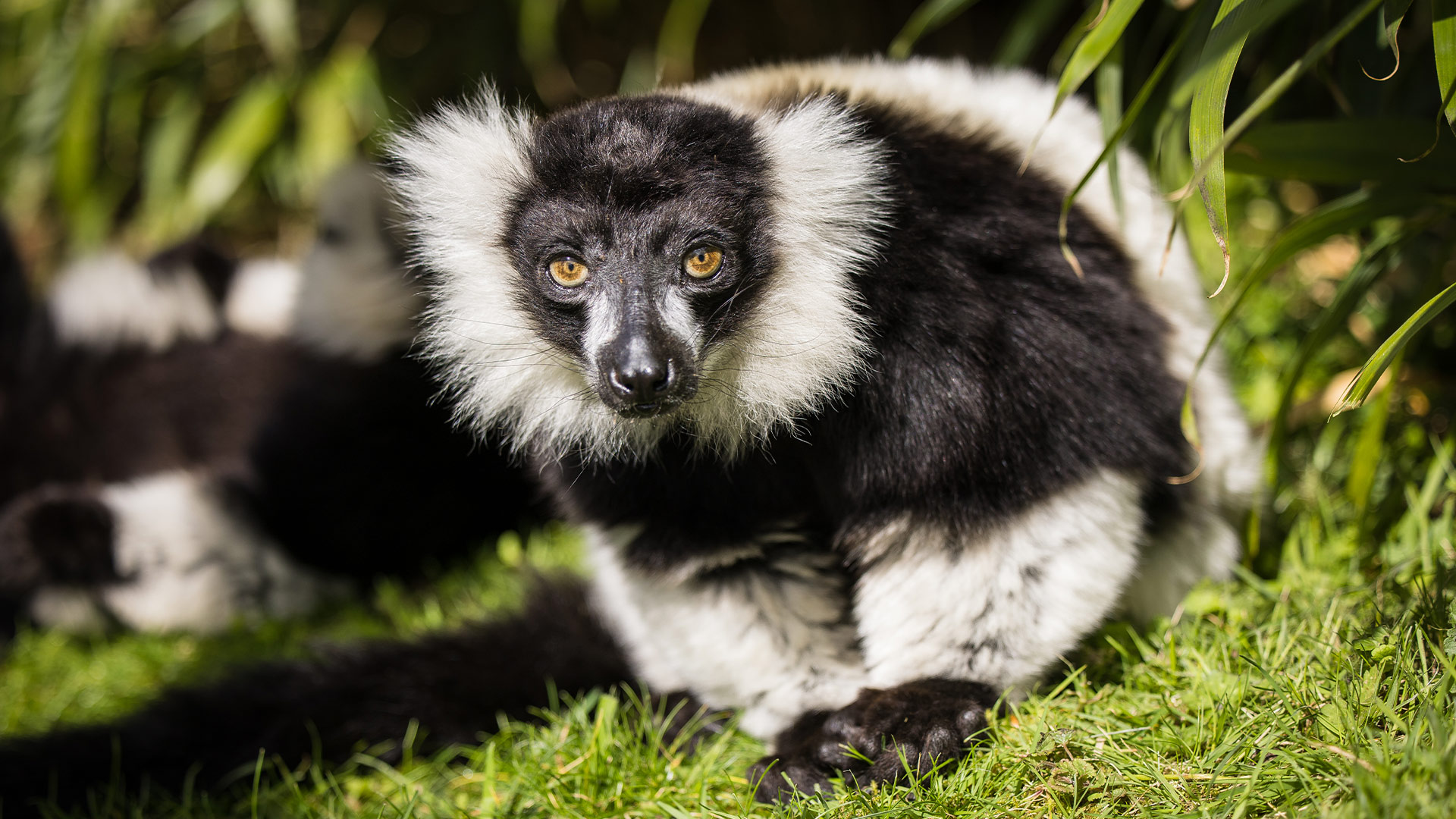 Black and white ruffed lemur in the sun 