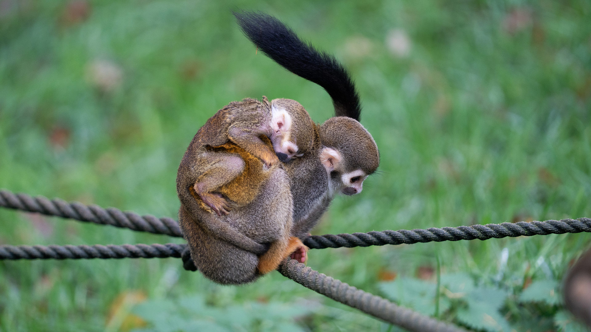 Newest baby squirrel monkey on mum's back