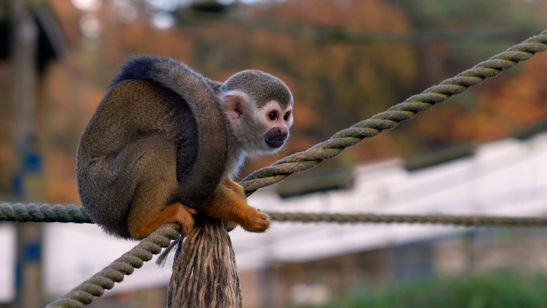 Squirrel monkey dad Murphy