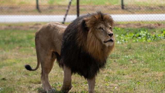 Lonka the new African Lion standing proud
