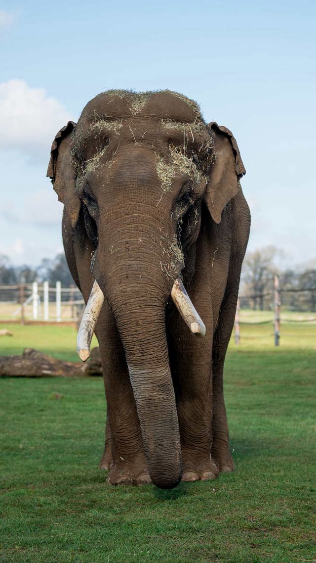 Raja the male Asian elephant looking at the camera 