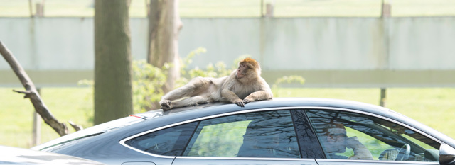 Image of woburn safari park barbary macaque monkey on visitor car landscape 1980x722