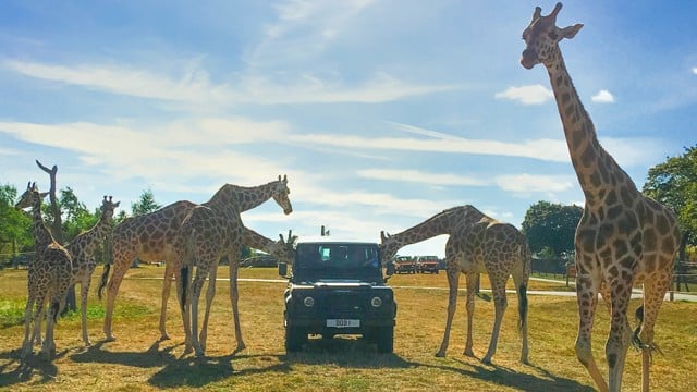 Image of giraffe vip landscape